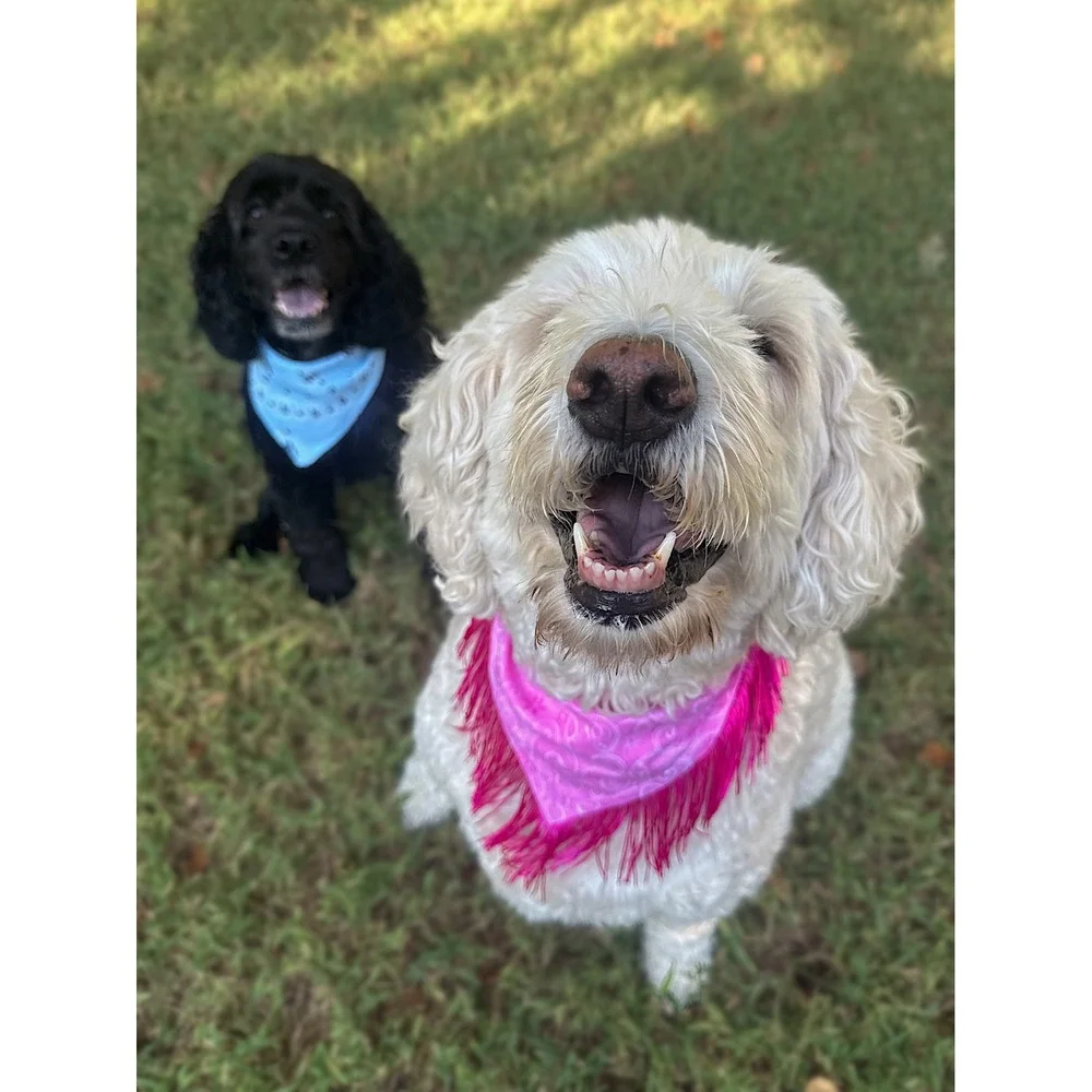 Blue Jean Baby Blue Paisley Fringe Dog Bandana | Handmade Western Pet Accessory